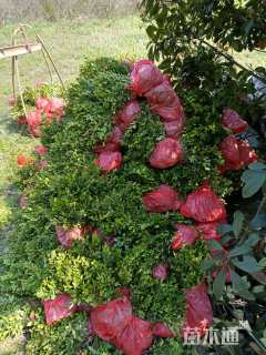 高度30厘米瓜子黄杨小苗