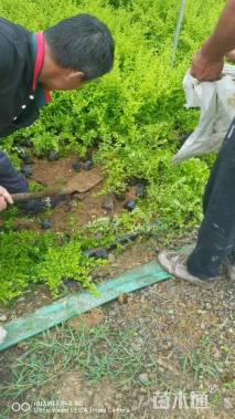 高度20厘米亮晶女贞小苗