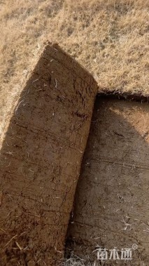 草卷状马尼拉草