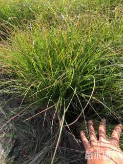 高度50厘米小兔子狼尾草