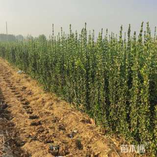 高度1.5厘米北海道黄杨