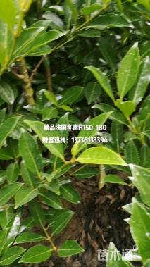 高度140厘米法国冬青