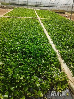 高度10厘米水葫芦