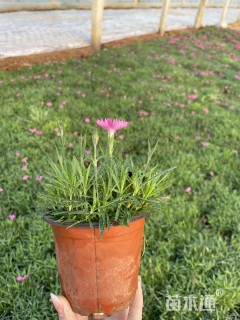 高度8厘米欧石竹