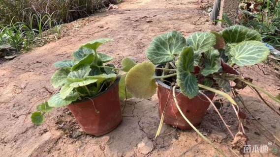 高度20厘米虎耳草