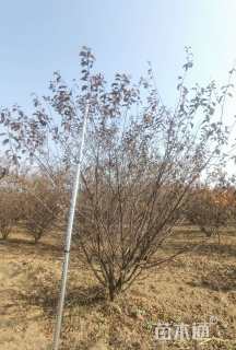 高度400厘米丛生榆叶梅