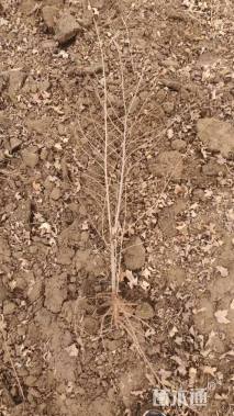 高度60厘米金叶榆小苗