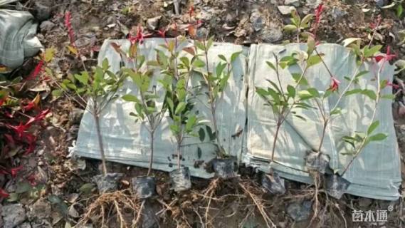 高度40厘米红叶石楠小苗