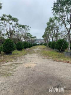 高度150厘米非洲茉莉球