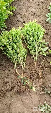 高度40厘米瓜子黄杨