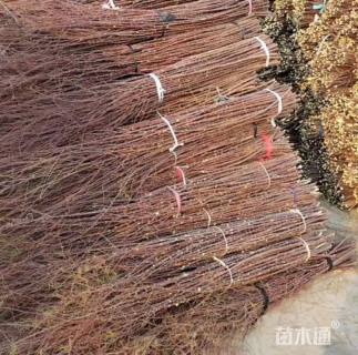 高度80厘米柽柳