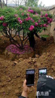 高度200厘米紫斑牡丹