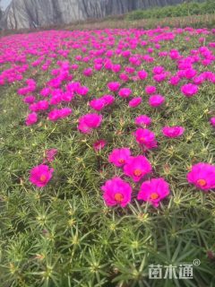 高度30厘米太阳花