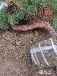 高度100厘米黑松