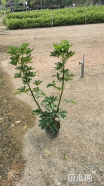 高度70厘米鸭脚木