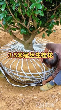 高度350厘米丛生桂花