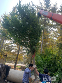 10公分鸡爪槭