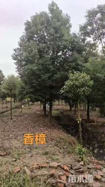 15公分香樟