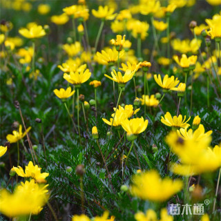 高度10厘米木春菊