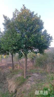 高度550厘米苦丁茶