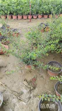 高度20厘米川滇风毛菊