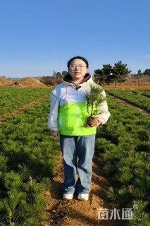 高度30厘米油松小苗