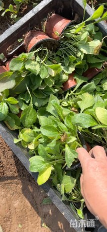 高度10厘米黑心菊