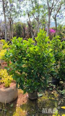 高度50厘米欧洲荚蒾