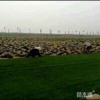 结缕草