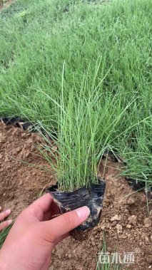 高度20厘米粉黛乱子草