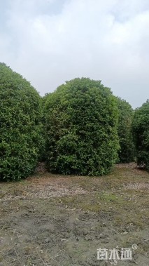 冠幅280厘米桂花球