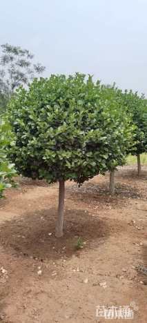 高度150厘米嫁接卫矛球