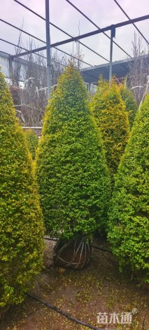 冠幅100厘米亮晶女贞球