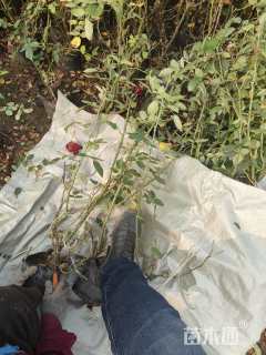 高度50厘米大花月季