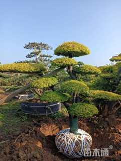 15公分造型亮晶女贞