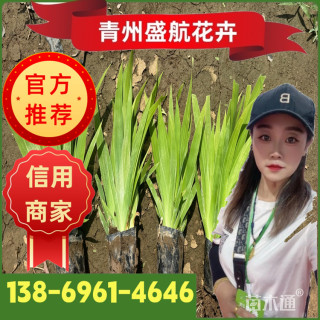 高度15厘米蓝花鸢尾