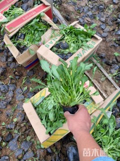 高度15厘米滨菊