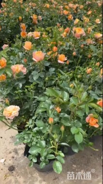 高度40厘米欧洲月季