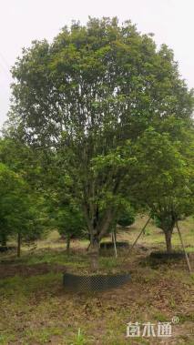 高度500厘米丛生桂花