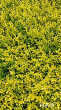 高度20厘米金森女贞