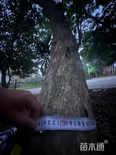 16公分海南黄花梨