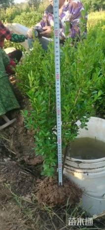 高度30厘米瓜子黄杨