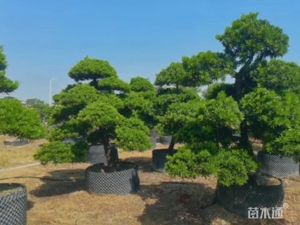 16公分造型台湾罗汉松