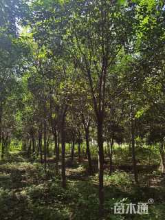 10公分大叶女贞