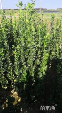 高度150厘米北海道黄杨