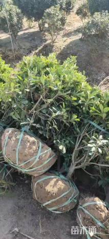 冠幅100厘米海桐球