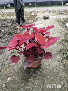 高度25厘米彩叶草