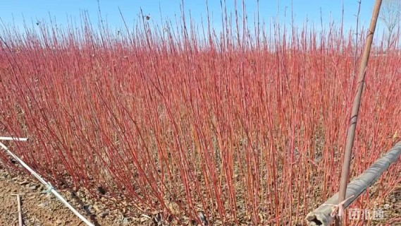 高度60厘米红瑞木