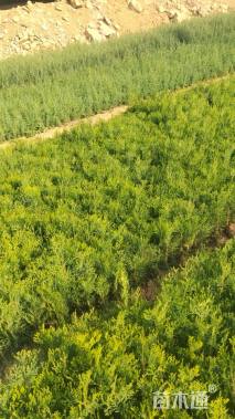 高度20厘米日本扁柏