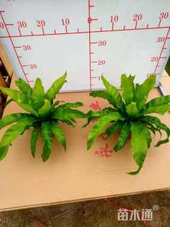 高度30厘米鸟巢蕨